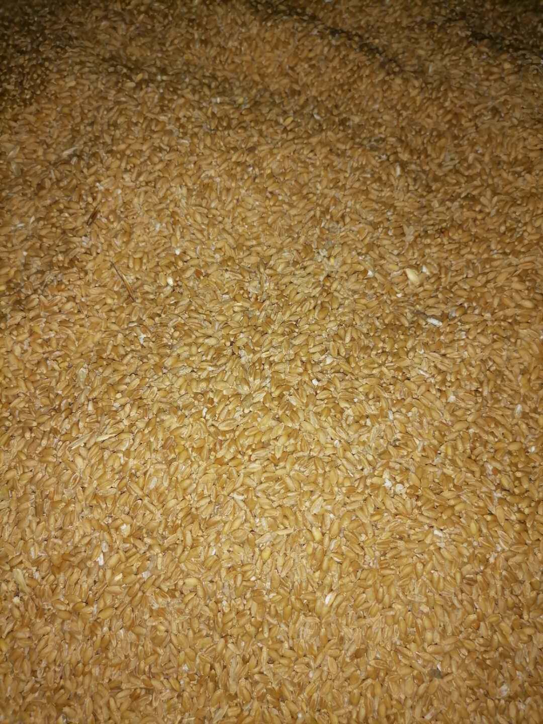 小麦麦粒猪鸟饲料杂粮养鸡喂鸭鸽子兔子宠物其它粮食