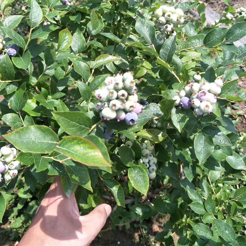 蓝莓果苗结果当年矮丛高矮丛水果南北方盆栽室外果树