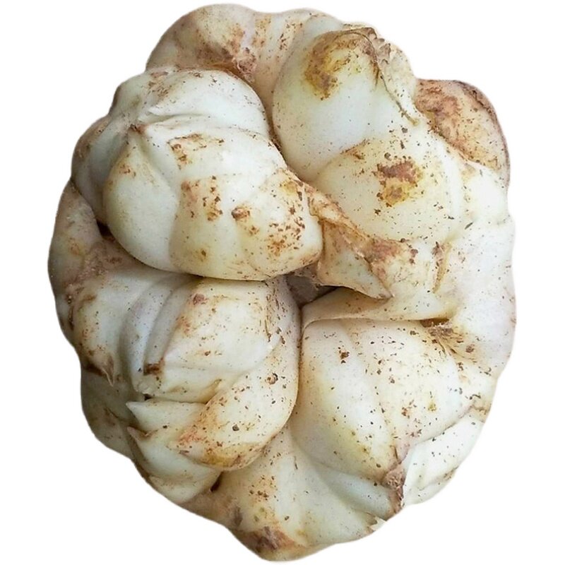 宜兴百合新鲜现挖5斤太湖卷丹四瓣药用食用特级微苦无锡特产整箱