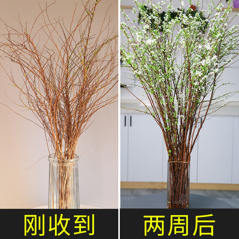 雪柳干枝遇水开花水培水养易活鲜枝真室内客厅绿植