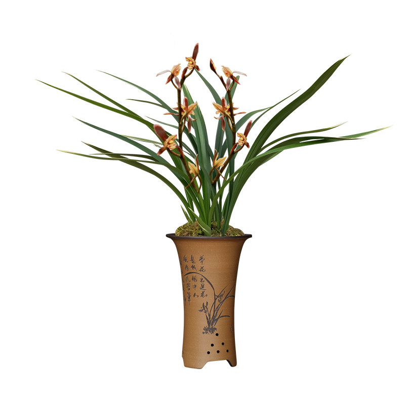 墨兰兰兰花苗太平洋大金边线冬带花苞出售盆花时令草本花卉