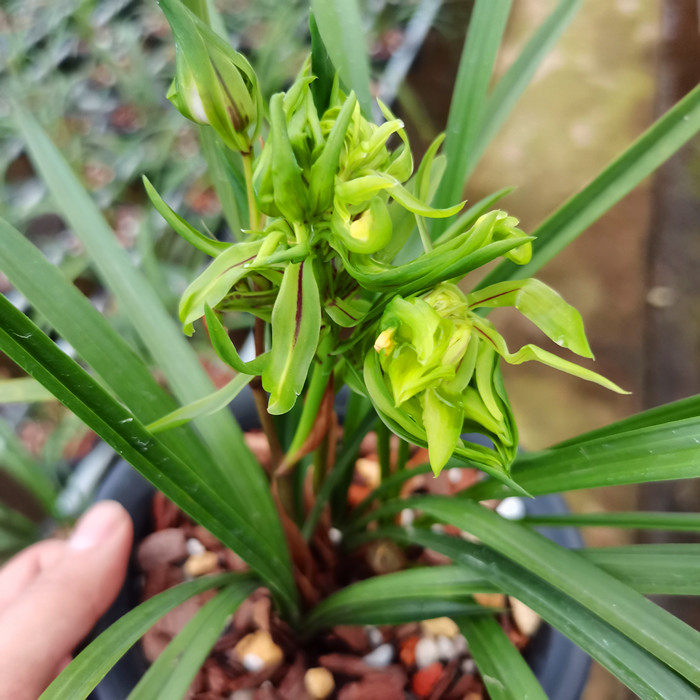春兰奇花铭品花开花开富贵富贵兰花苗浓香香型花卉时令草本花卉