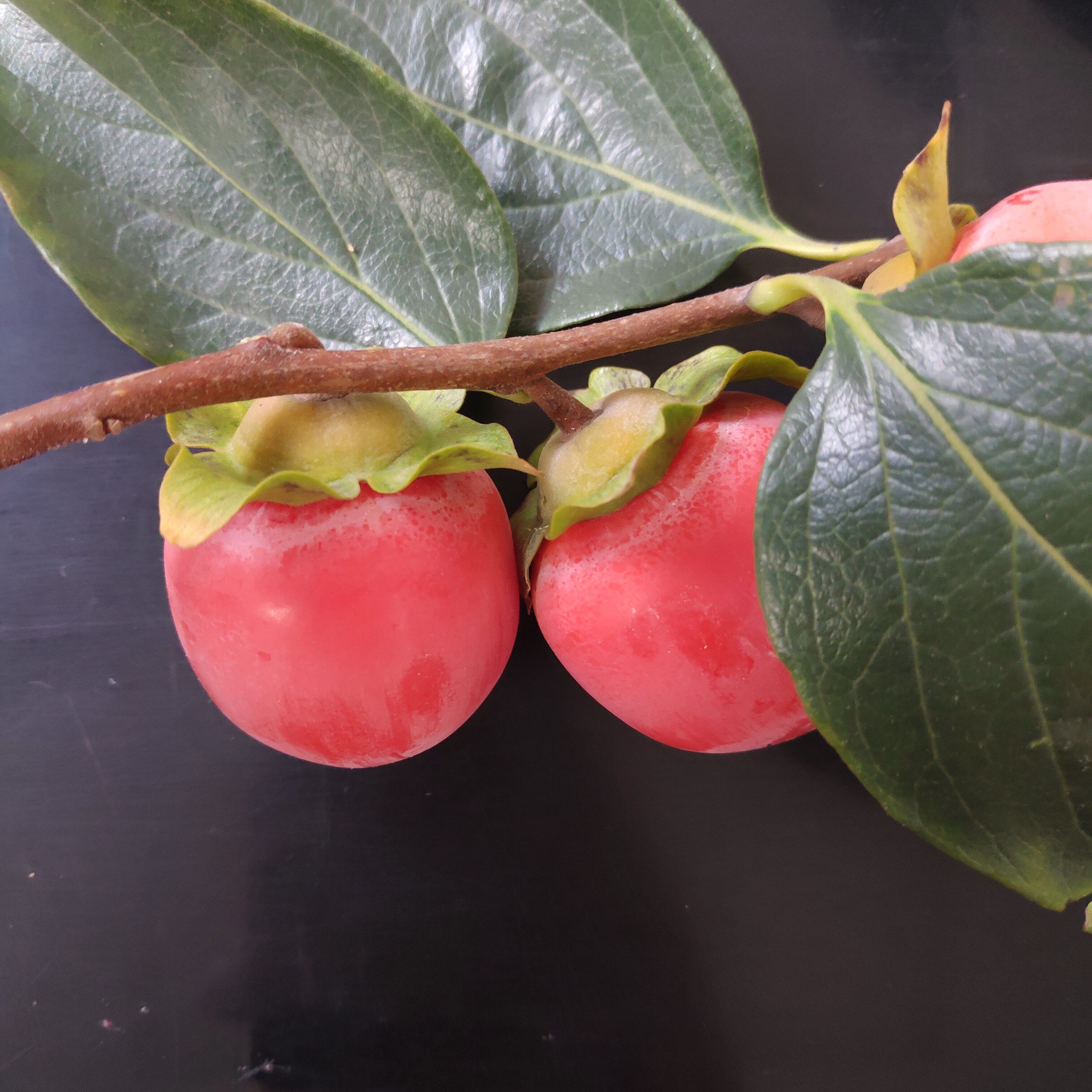 迷你柿子野生小火火罐袖珍吊红2盒2430枚装1000g柿子