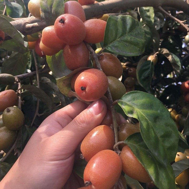 云南野生羊奶果2斤新鲜现摘酸甜味傣族嘛栾果孕妇水果空运10包邮