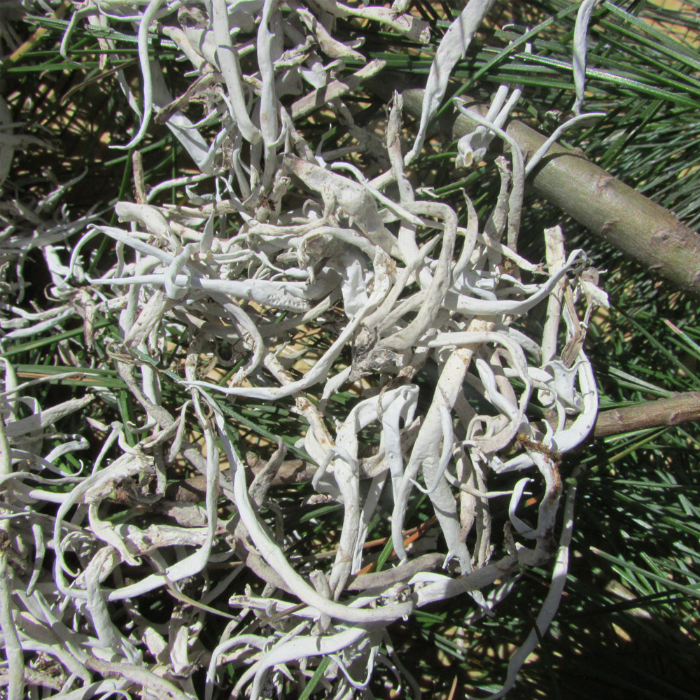 白雪茶尖养生茶雪茶地太白茶藏雪茶正品100克养生茶