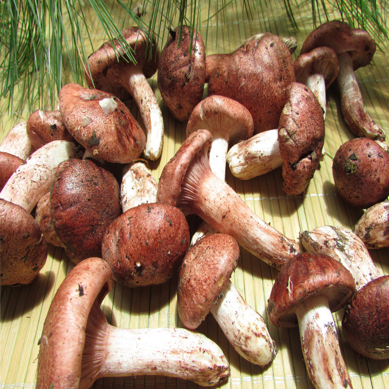 野生干货红菌红菇俗称小松茸炖煲汤牛肝菌好吃香菇类