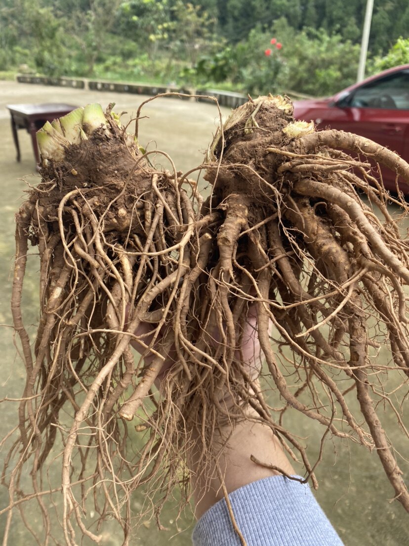 当归新鲜500克包邮纯露四川现挖现满当归