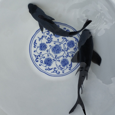 黑金锦鲤鱼风水镇宅黑色金鱼活鱼冷水观赏鱼易活纯种龙凤乌金锦鲤