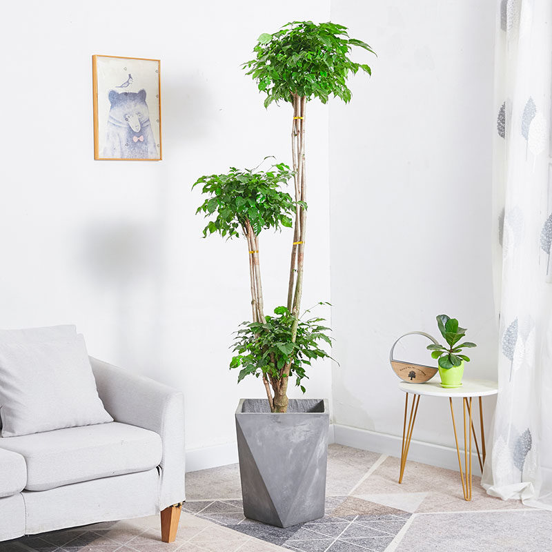 三杆幸福树盆栽室内客厅除甲醛大型树桩盆景多头三球型绿宝树植物