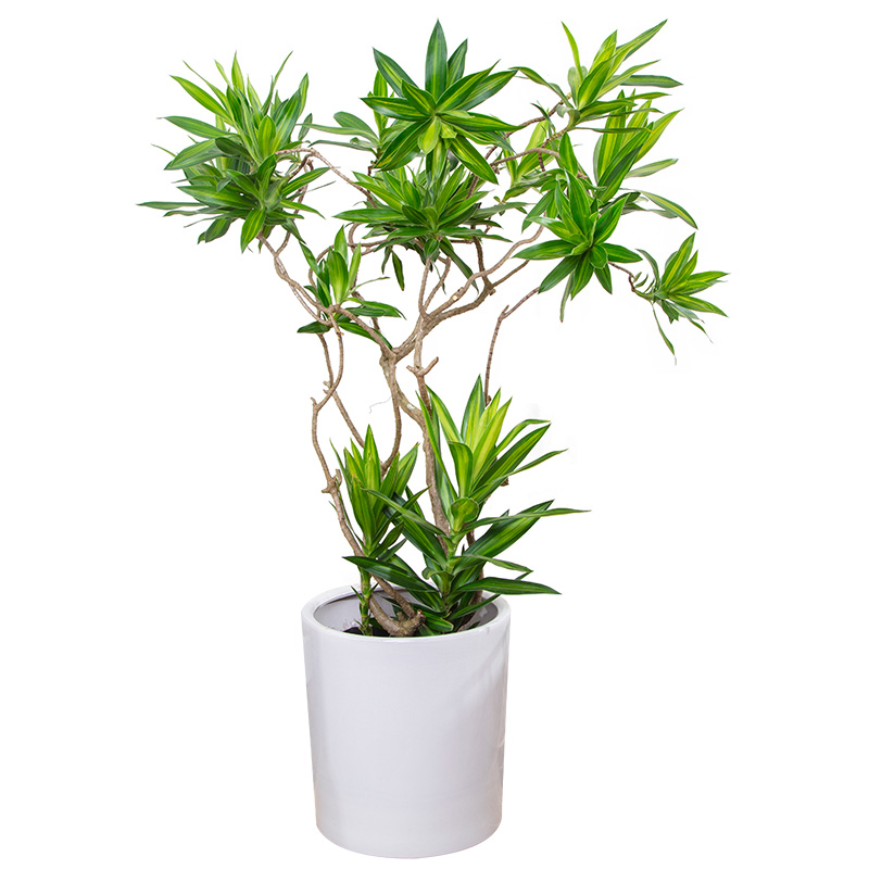 金心百合竹大盆栽室内好养植物一物一拍金边大型绿植