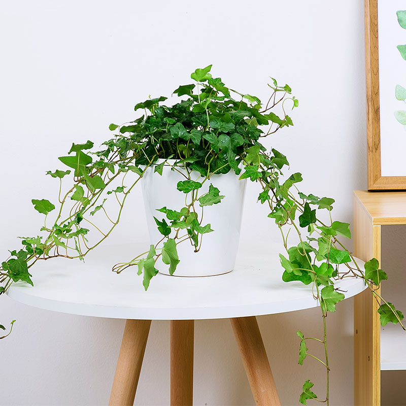 常春藤包邮盆栽花叶盆景办公桌常绿甲醛垂吊植物大型绿植