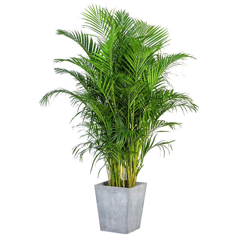 散尾盆栽凤尾盆景大型北欧网红植物办公室客厅大型绿植