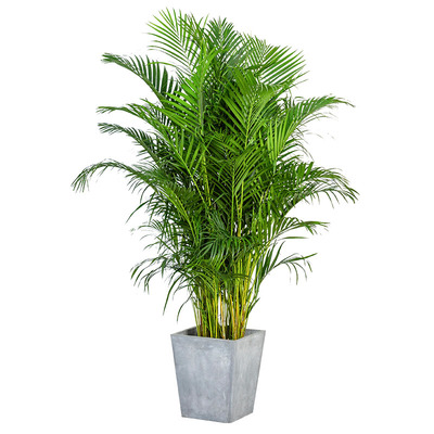 散尾盆栽凤尾盆景北欧网红植物办公室客厅室内甲醛大型绿植