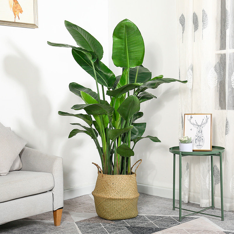 天堂鸟盆栽鹤望兰办公室大型植物家居客厅净空气北欧室内真花绿植