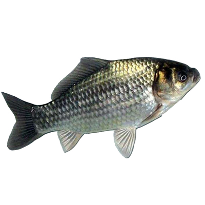 天津鲜活鲫鱼活体野生瓜子同城月子煲汤不鲈桂鱼淡水鱼类