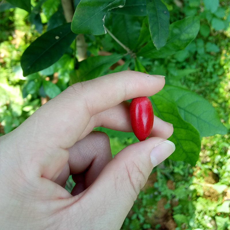 新鲜水果神秘果鲜果蜜拉圣果神奇变味果酸变甜改变味觉奇迹果10粒