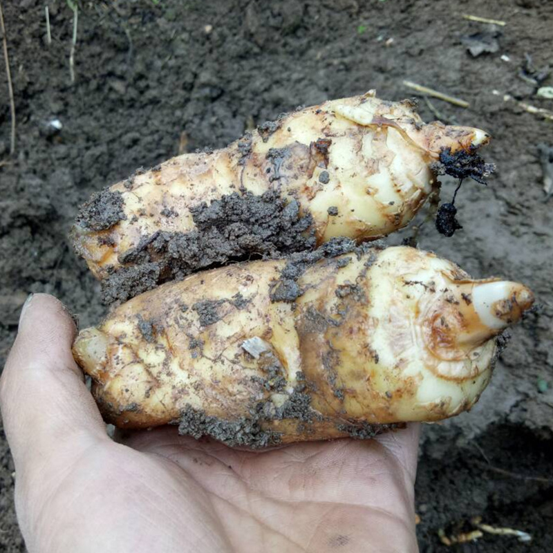 特级鲜天麻贵州德江土特产新鲜仿野生种植天麻煲汤炒菜500g包邮