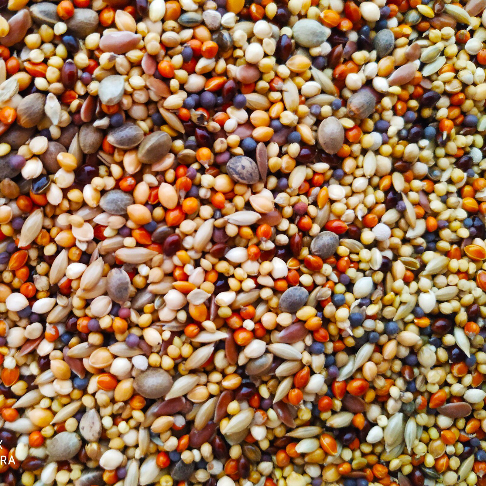 包邮 文鸟粮雪鸽粮芙蓉鸟粮金丝雀食珍珠鸟食混合粮