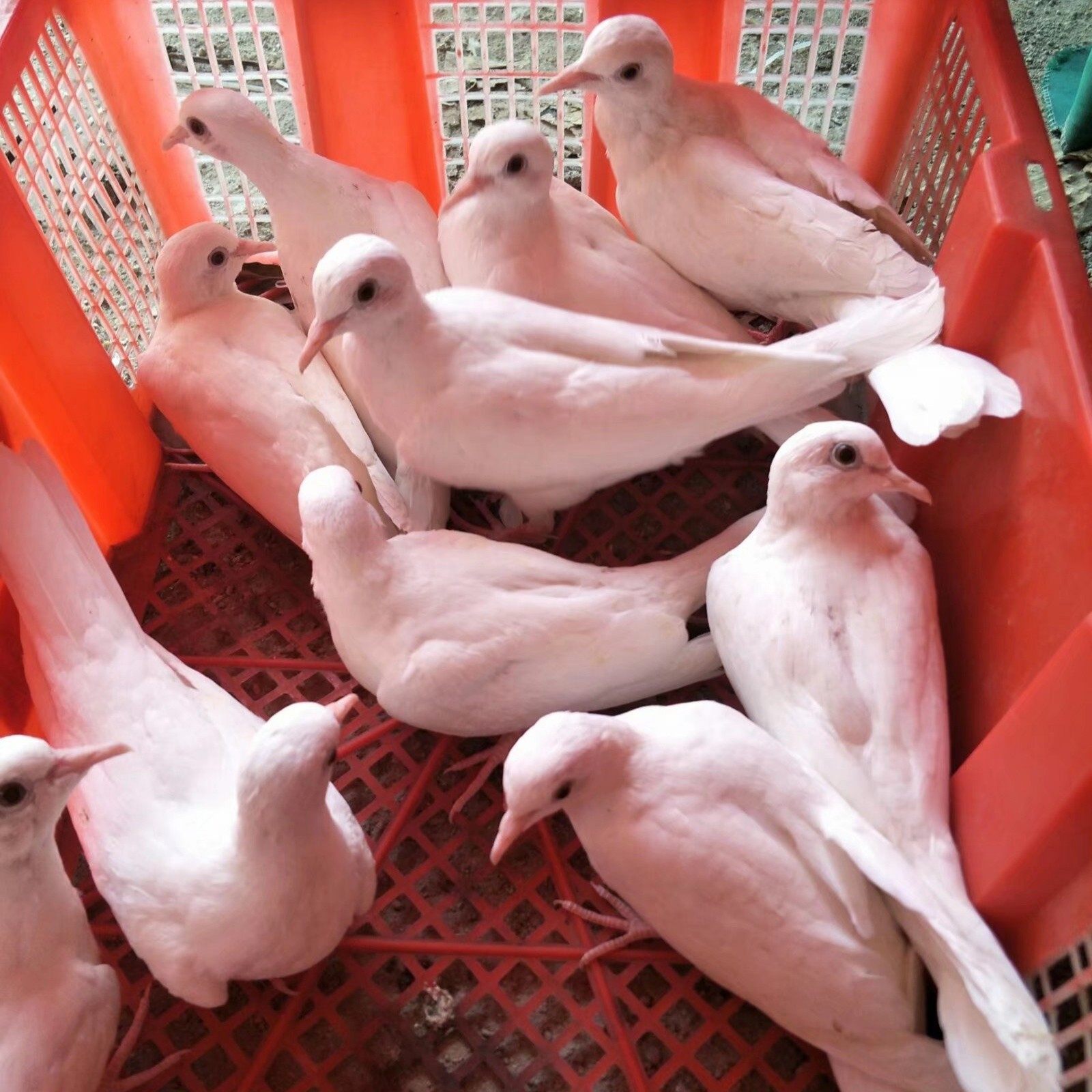 魔术鸽子活体鸟一对魔术道具白鸽活体鸟美国魔术鸽观赏鸟包邮包活