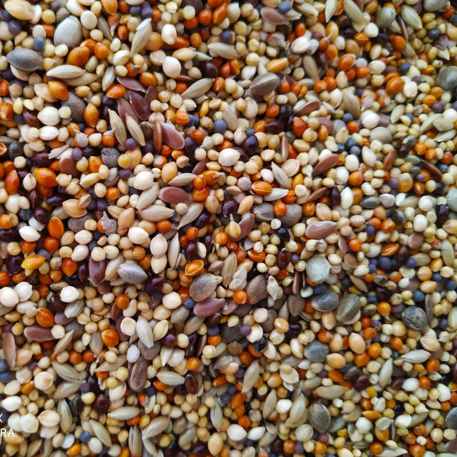 鸟粮鸟食文鸟粮雪鸽芙蓉金丝雀珍珠珍珠鸟混合饲料鸟