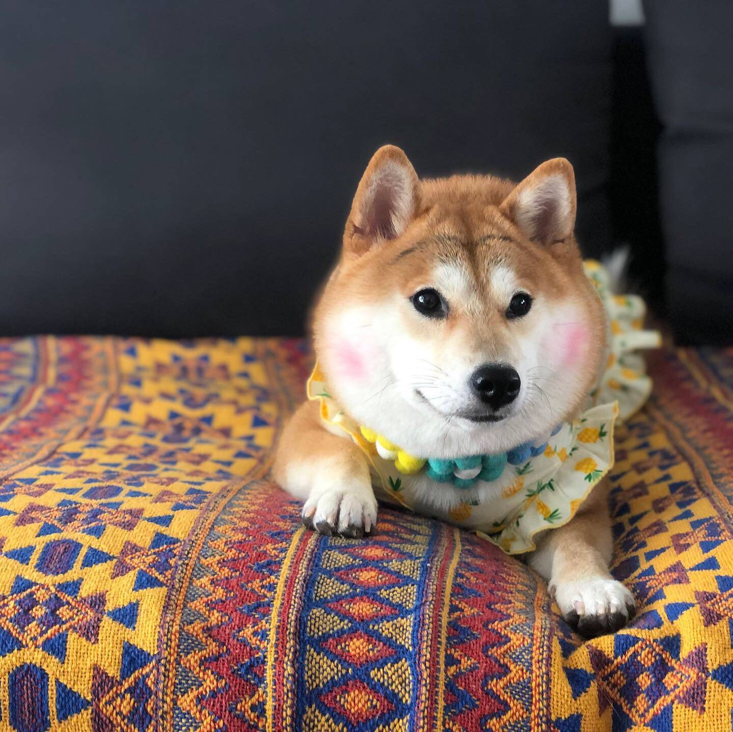 柴犬万同彩虹花朵项圈日本网红狗狗宠物花环宠物服装