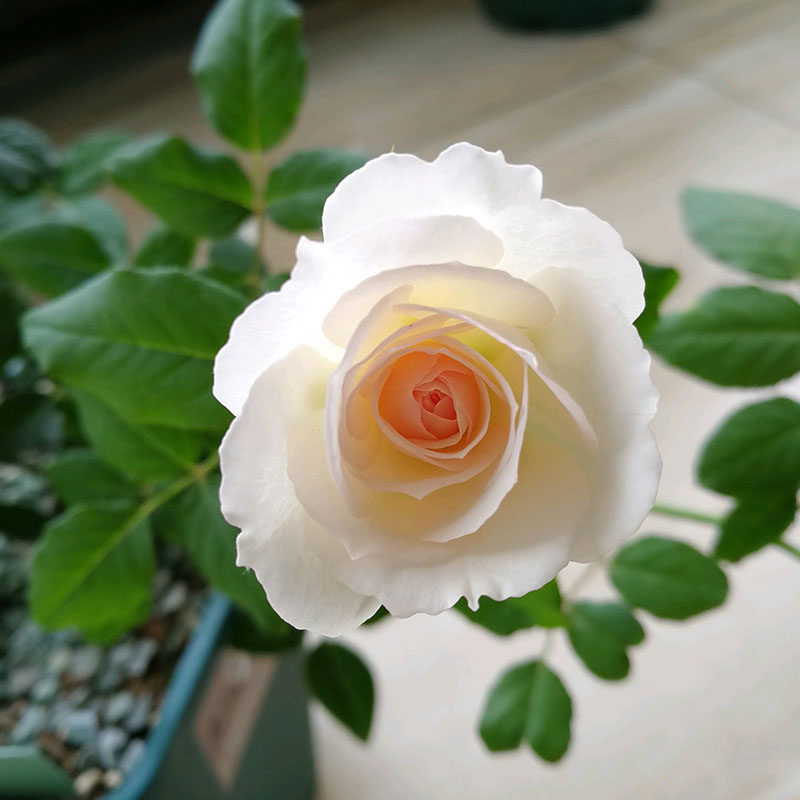 带花发货心之水滴月季月季花花苗大苗多季开花观叶