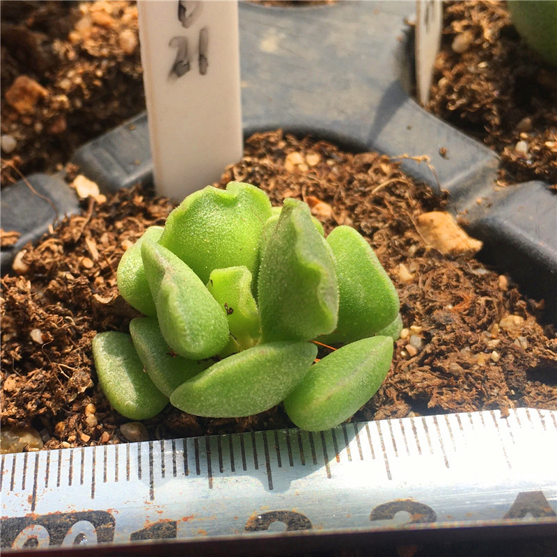 神想曲神响曲多肉植物水泡一物一拍迷你精养月中多肉植物