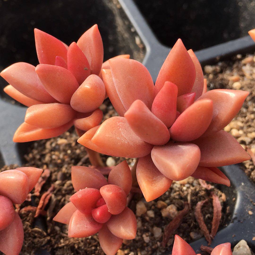 姬胧月多肉植物群生爆盆一物一拍迷你精养盆栽多肉植物