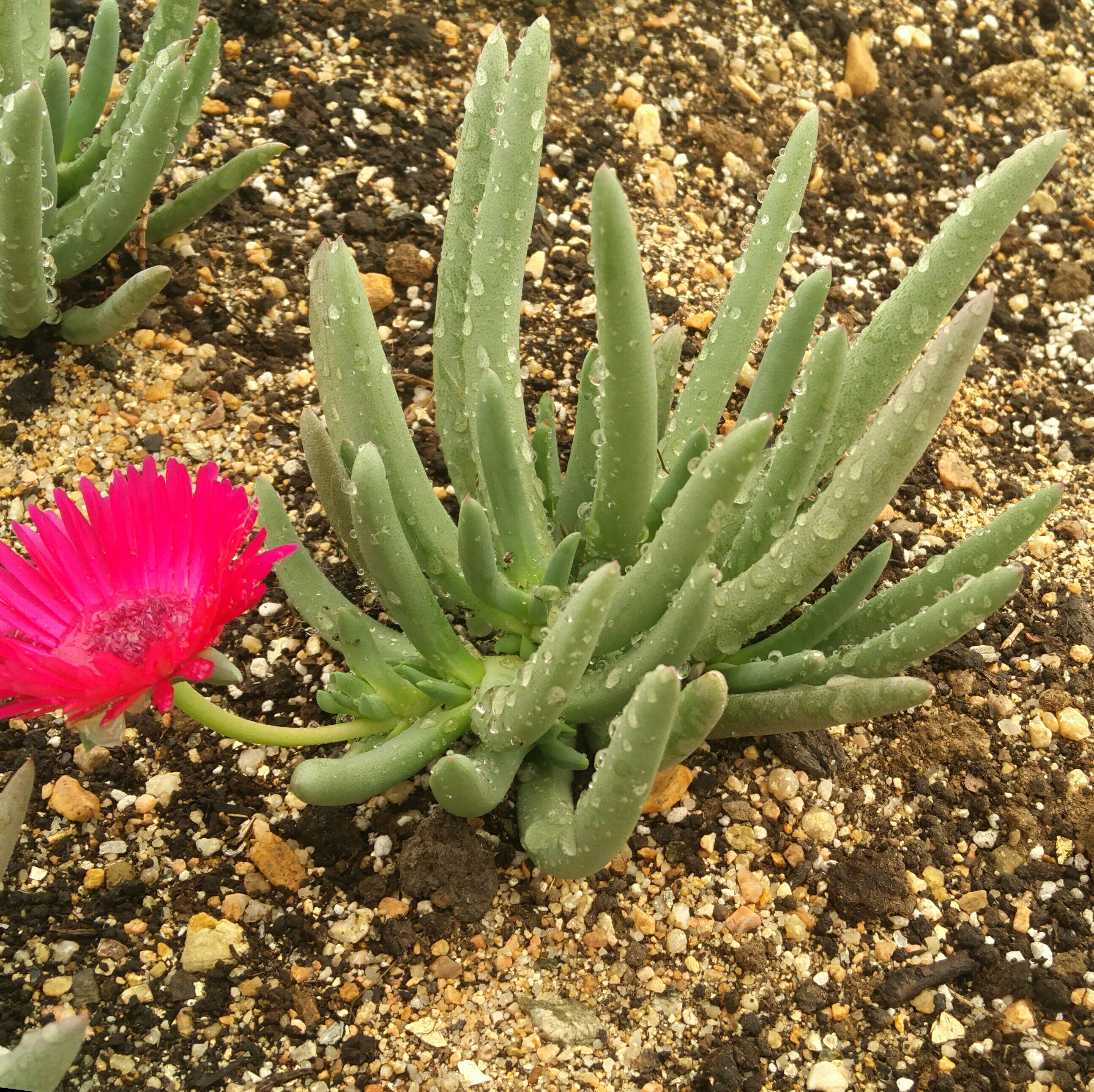 奔龙多肉植物开粉一物一拍清晟园艺满包邮月末多肉植物