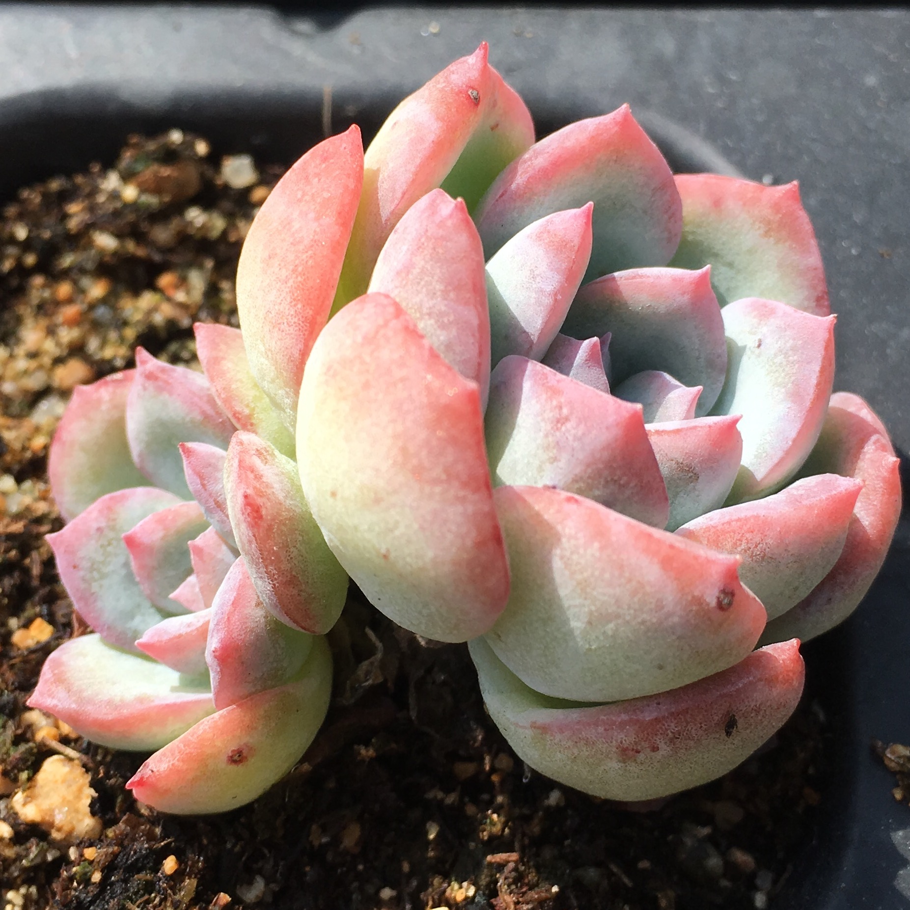 莎莎女王多肉植物一物一拍月初更新粉边月影多肉植物