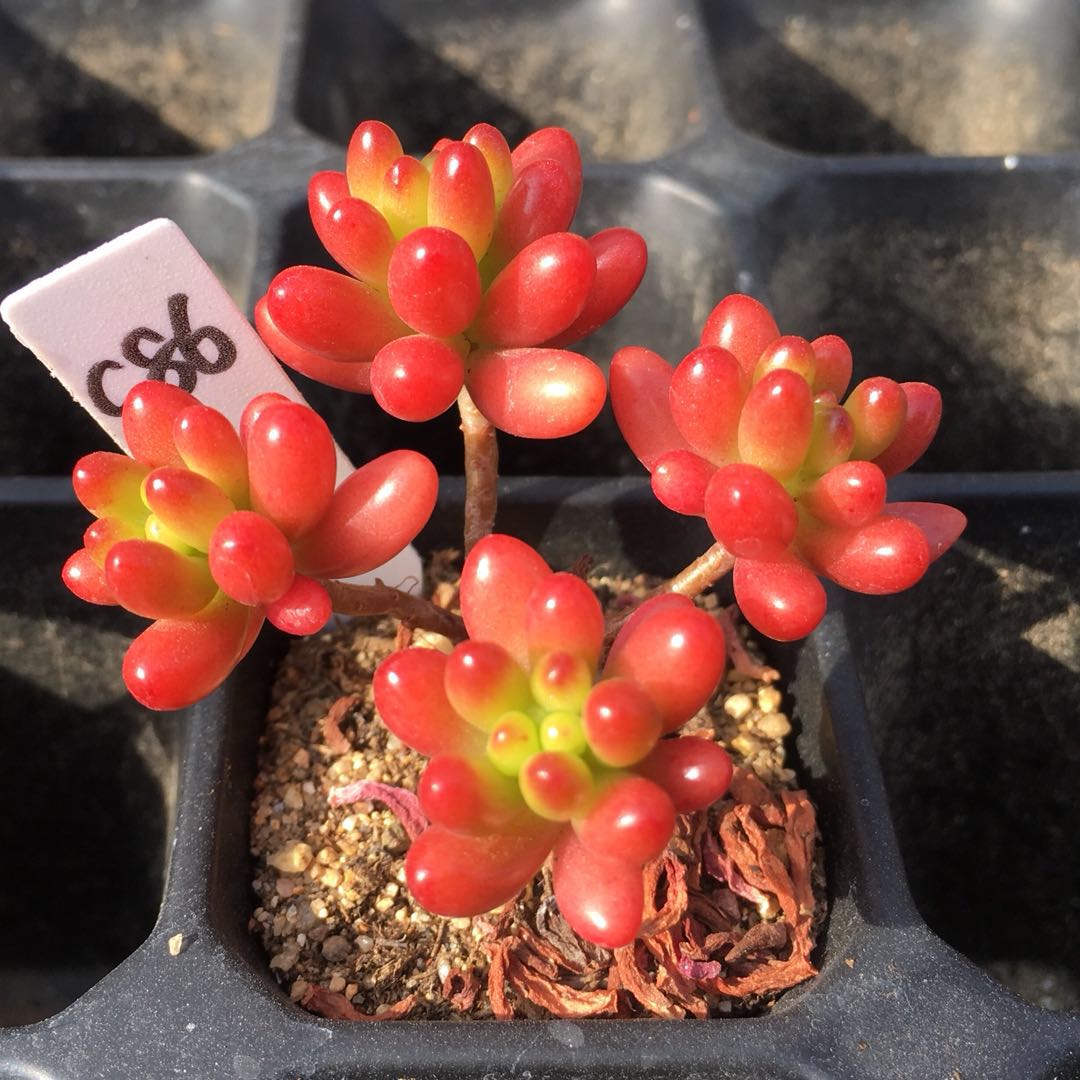 虹之玉多植物红之群生小桩红色一物一拍新手多肉植物