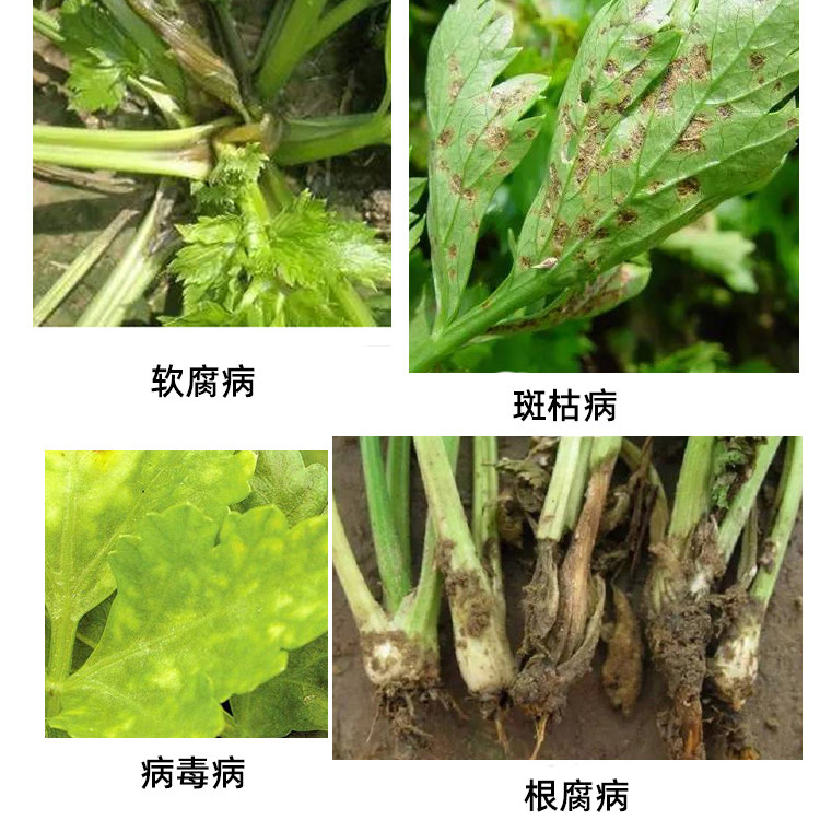 芹菜病全杀菌剂灰霉霜霉枯萎黄萎病蔬菜菜叶霉病叶面肥