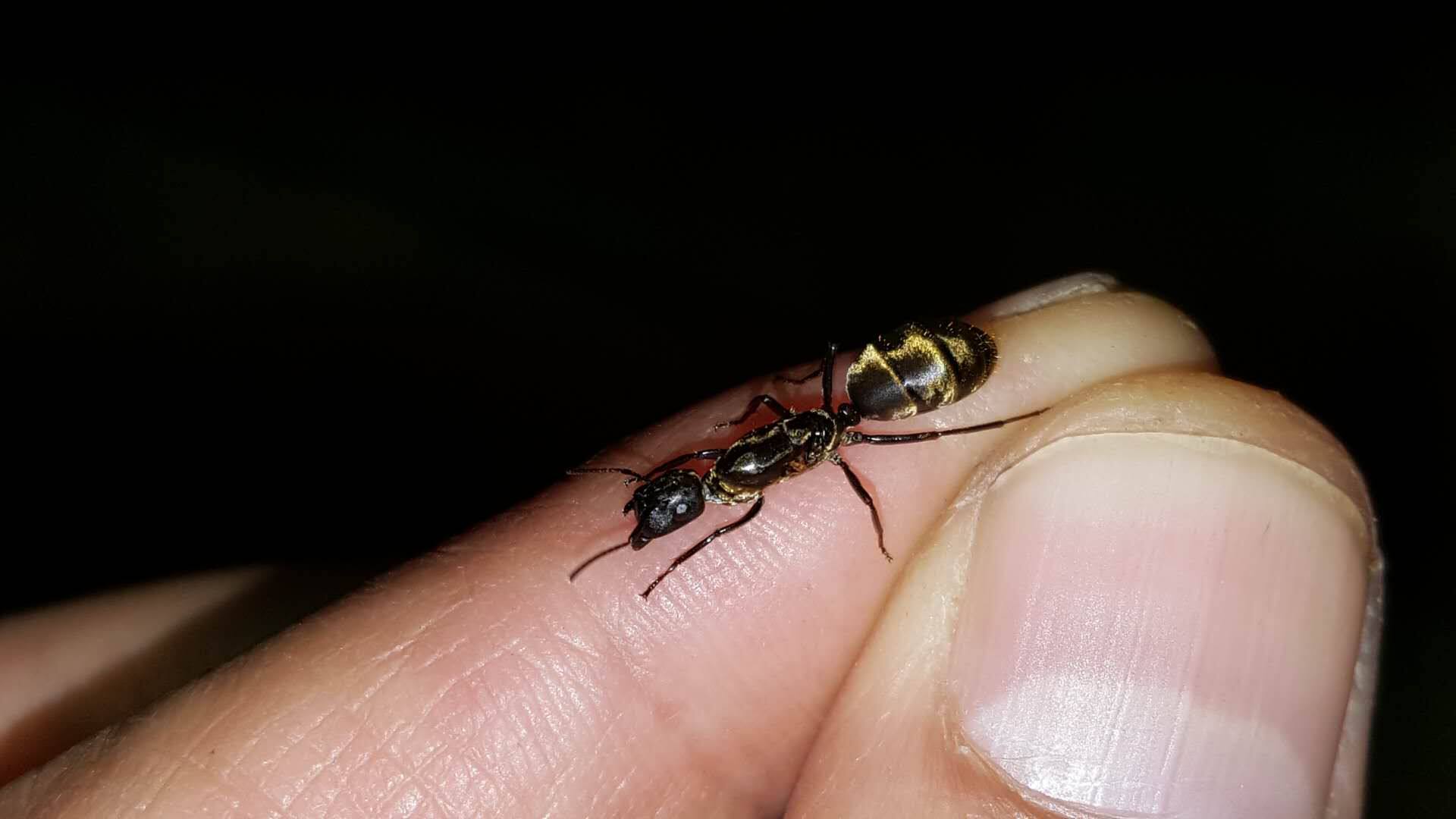 弓背平截方脑袋脑袋国字脸沙傻萌型蚂蚁