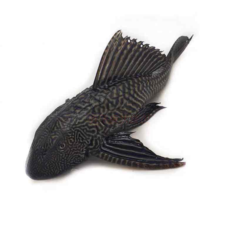 冷热水清道夫活体小型垃圾清洁清洁工工具淡水观赏鱼鱼