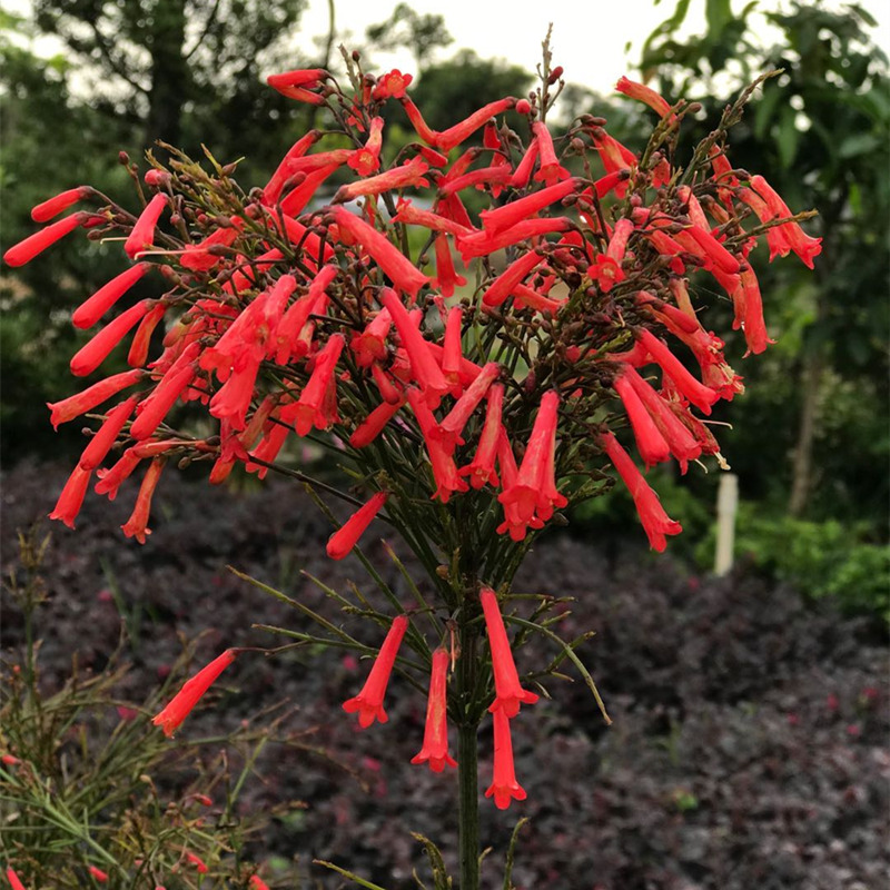 鞭炮摇花图片