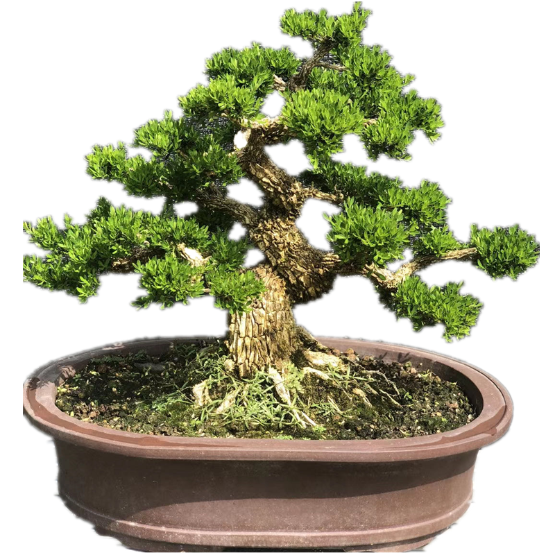 大型绿植小叶雀舌黄杨盆景阳台室内外净化空气常青植物盆栽荀子苗 - 图3