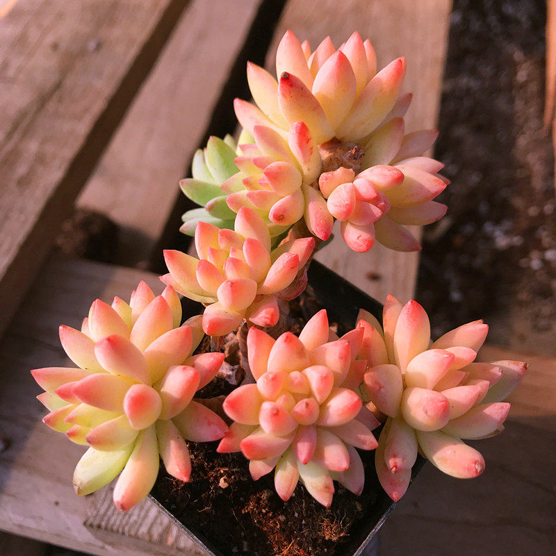 满额包邮多故事树冰小老桩果冻粉色超美美萌四季多肉植物