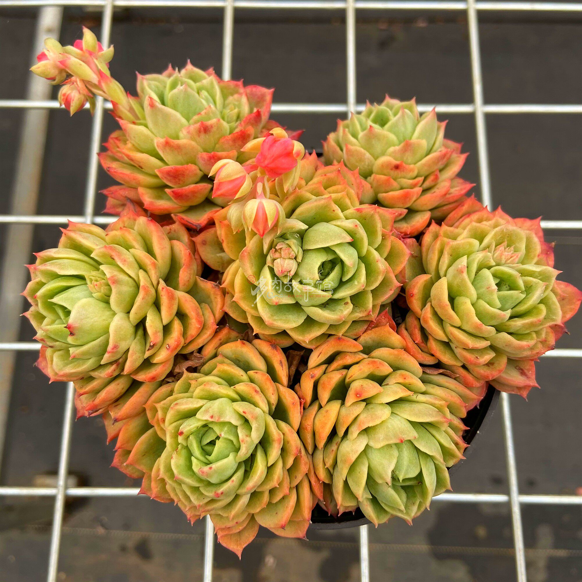 满额包邮多故事酸橙辣椒群生四季好养果冻盆栽多肉植物