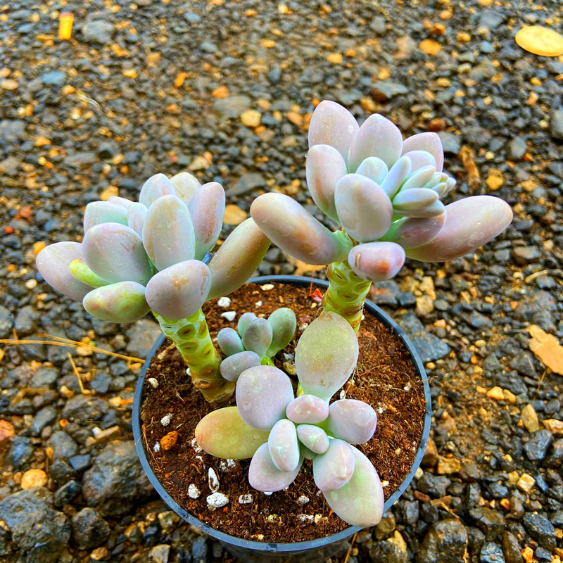 多肉植物白美人多头头小老桩盆栽新手好养桌面多肉植物