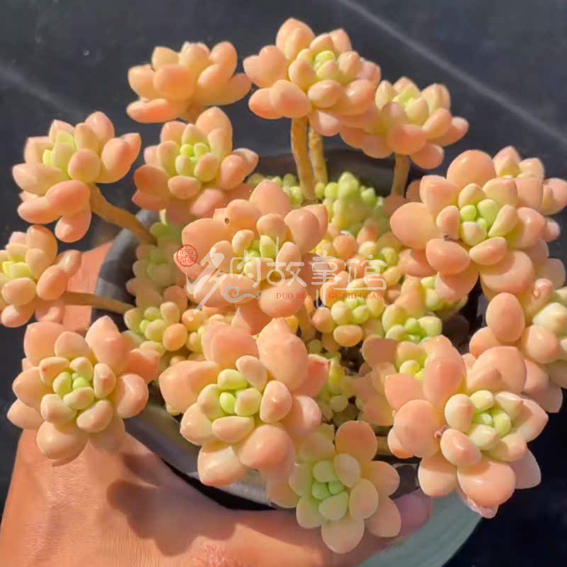 多肉植物洛可可精品高端货色色彩漂亮昆明直发多肉植物