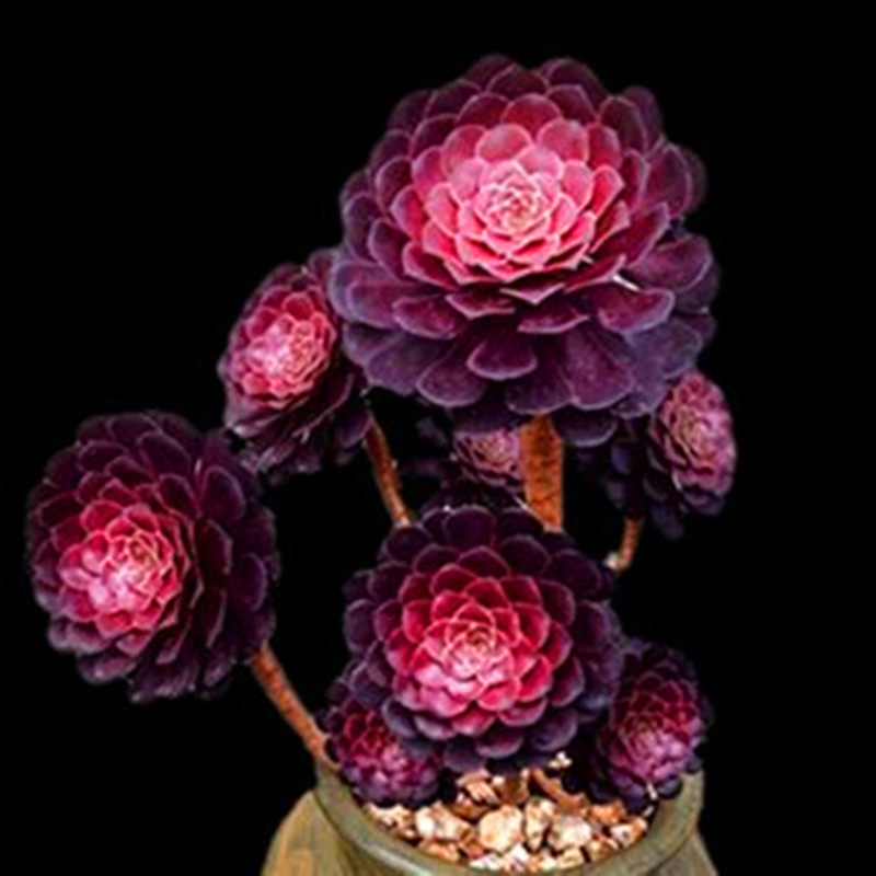 满额包邮多肉植物铜壶法师老桩多年生捧花状阳台庭院盆景