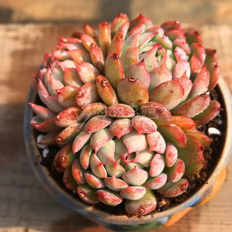 多肉植物满额包邮音乐会豪华窗台玉露花卉庭院多肉植物