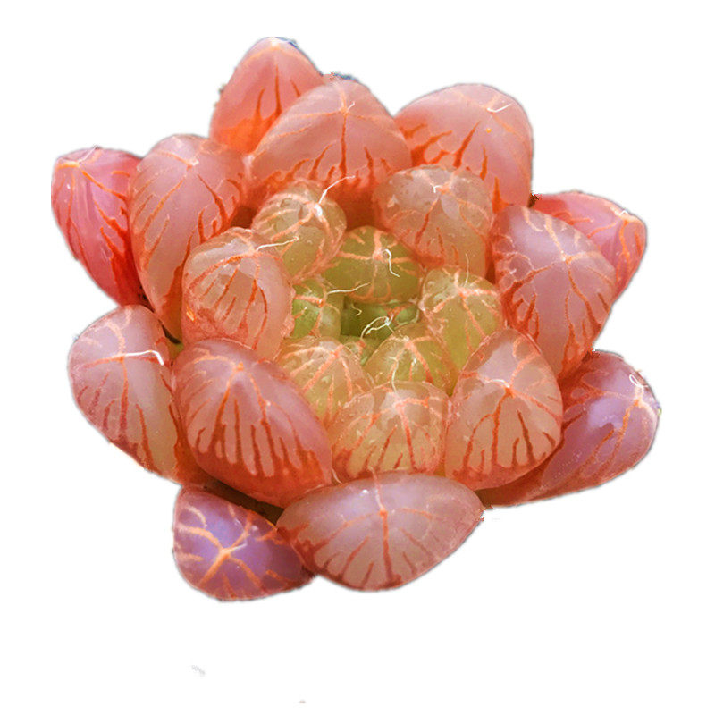 多肉故事植物血丝红丝玉露甲醛精品盆栽多肉植物