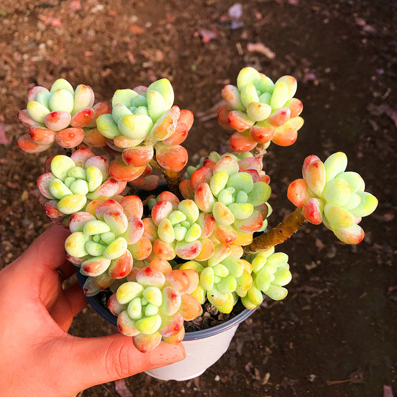 多肉植物粉色罗琦老非常漂亮满额包邮故事奇趣多肉植物