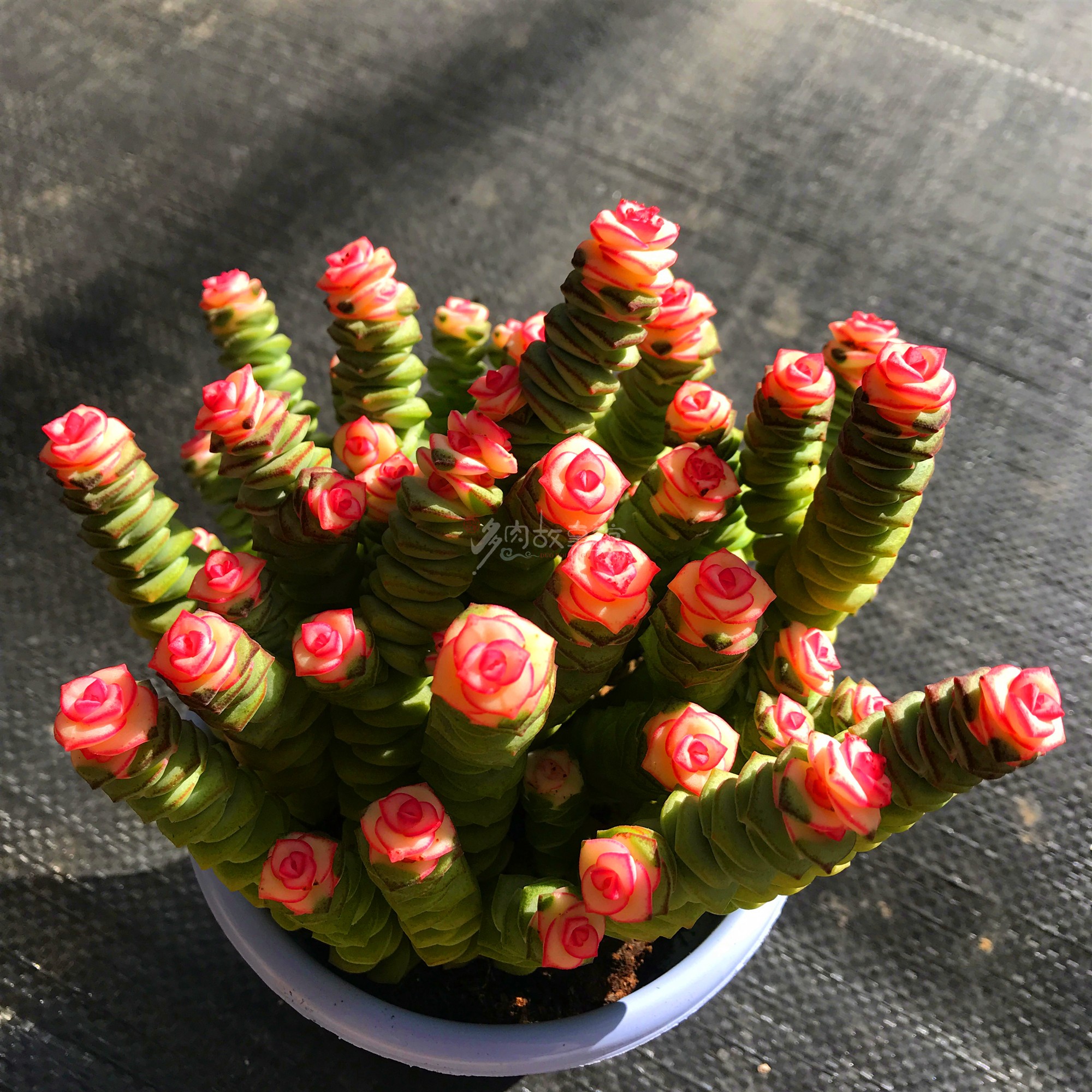 包邮多盆栽防辐射好养新手新品大盆钱串锦粉色彩色多肉植物