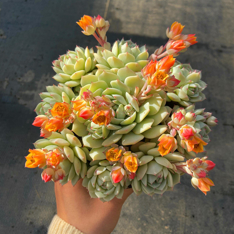 多肉植物静夜船长开花型庭院春季容易养护甲醛多肉植物