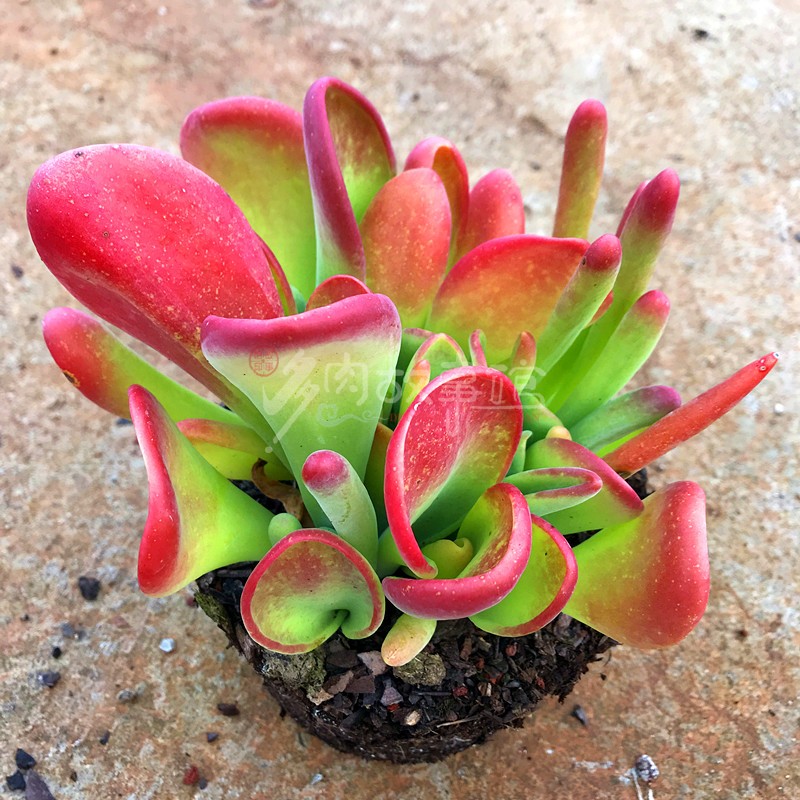 满额包邮多故事火狐狸罕见新款含盆防辐射净化空气盆栽多肉植物