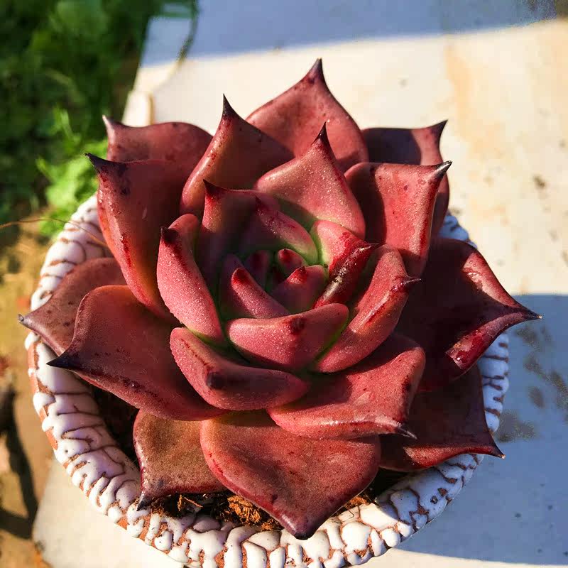 满额包邮多故事血色罗密欧血罗小贵货含盆稀有品种多肉植物