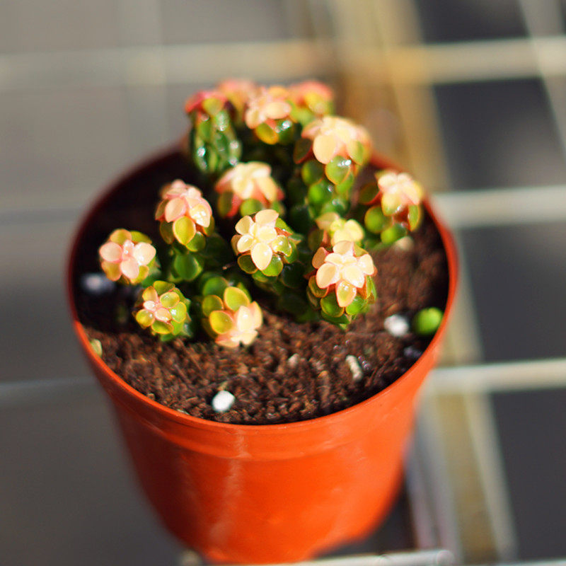 多肉植物粉色象足椒草多头带盆栽好桌面室内防辐射花卉盆栽