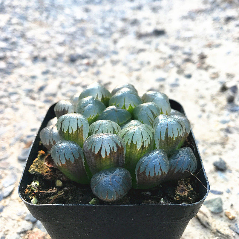 多肉植物十二卷潘氏龙珠玉露满额包邮多肉故事馆品种盆栽